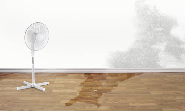 Best Mold removal after water damage  in Loch Lomond, VA